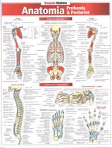 Anatomia profunda posterior - RESUMAO