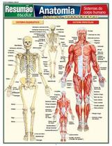Anatomia