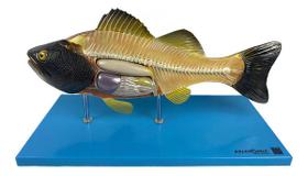 Anatomic - Anatomia do Peixe Anatomic - Anatomia do Peixe
