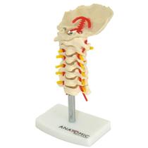 Anatômico Coluna Vertebral Cervical TGD-0142-A em Resina