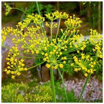 Aneto Ou Endro - 3gr De Sementes Aneto Ou Endro - 3gr De Sementes