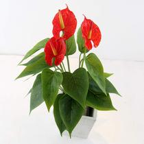 Anturio Artificial Vermelho 50 cm Elegancia e Realismo Anturio Artificial Vermelho 50 cm Elegancia e Realismo
