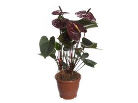 Anturio Chocolate Rubro Planta Natural pote 19 - green house Anturio Chocolate Rubro Planta Natural pote 19 - green house