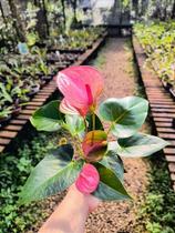 Antúrio Rosa - Planta Ornamental em Pote 5