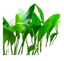 Anubia Angustifolia Chácara Takeyoshi Plantas Para Aquário Anubia Angustifolia Chácara Takeyoshi Plantas Para Aquário