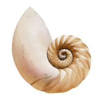 Aplique em Mdf Litoarte Mar e Conchas - APM3-270 Aplique em Mdf Litoarte Mar e Conchas - APM3-270