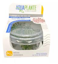 Aquaplante Plantas In Vitro - Ludwigia 'super Mini Red'