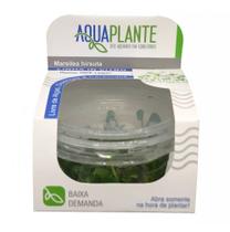 Aquaplante Plantas In Vitro - Marsilea Hirsuta