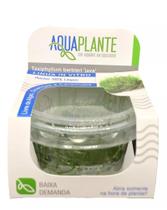 Aquaplante Plantas In Vitro - Taxiphyllum Barbieri Java Moss
