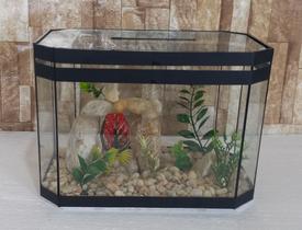 Aquário Beteira Oval 25cm Para Peixe Betta Decorado