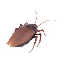 Aranha e Formiga de Controle Remoto - Brinquedo Elétrico Simulado para Adultos