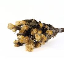 Arapurama Desidratado Buque Flores Secas