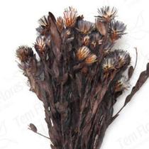 Arapurama Desidratado Buque Flores Secas