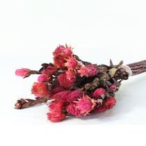 Arapurama Rosa Desidratado Buque Flores Secas