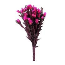 Arapurama Rosa Desidratado - Comprar Cerrado Artesanato