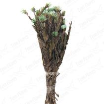 Arapurama Verde Desidratado Buque Flores Secas Arapurama Verde Desidratado Buque Flores Secas
