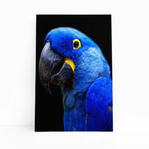 Arara Azul-grande Aves Animais Quadro Canvas 60x40cm