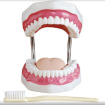 Arcada Dentaria com Escova de Dente Gigante Arcada Dentaria com Escova de Dente Gigante