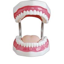 Arcada Dentaria Com Escova De Dente Gigante