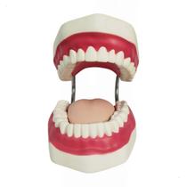 Arcada Dentaria com língua e Escova - Anatomic TZJ-0312-B