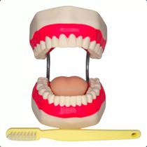 Arcada Dentária Gigante Com Língua E Escova - 32 Dentes
