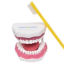 Arcada Dentária Gigante com Língua e Escova Modelo Anatomia