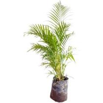 Areca bambú - mudas de 50 cm