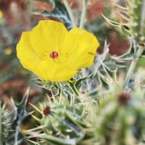 Argemone mexicana - Sementes