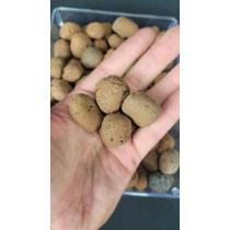 Argila Expandida Para Plantas Vasos Drenagem Decoração Argila Expandida Para Plantas Vasos Drenagem Decoração