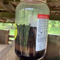 Armadilha Pega Mosca Atrativa Fly Trapper com Refil Atrativo 250g Uso Externo Coletores de moscas Fly Trap Coleagró