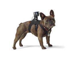 Arnês para cães GoPro Fetch Official Mount para GoPro