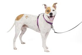 Arnês para cães PetSafe 3 em 1 No Pull Reflective Plum - M Arnês para cães PetSafe 3 em 1 No Pull Reflective Plum - M