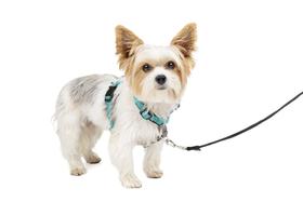 Arnês para cães PetSafe 3 em 1 sem puxar para cães pequenos Teal XS