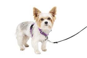 Arnês para cães PetSafe 3 em 1 sem puxar para cães pequenos XS Plum