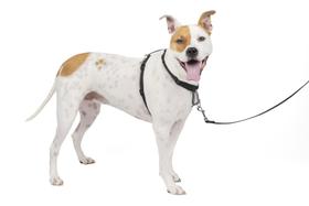 Arnês para cães PetSafe 3 em 1, sem tração, reflexivo, preto, médio Arnês para cães PetSafe 3 em 1, sem tração, reflexivo, preto, médio