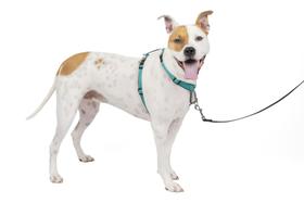 Arnês para cães PetSafe 3 em 1, verde-azulado refletivo sem tração - médio Arnês para cães PetSafe 3 em 1, verde-azulado refletivo sem tração - médio