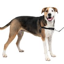 Arnês para cães PetSafe Easy Walk No-Pull extra grande Arnês para cães PetSafe Easy Walk No-Pull extra grande