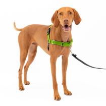 Arnês para cães PetSafe Easy Walk No-Pull Medium verde-maçã/cinza