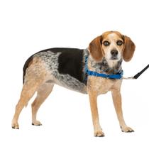 Arnês para cães PetSafe Easy Walk No-Pull, pequeno/médio, azul Arnês para cães PetSafe Easy Walk No-Pull, pequeno/médio, azul