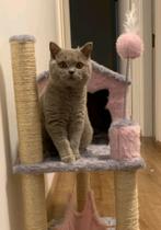Arranhador de gato casa rosa