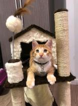 Arranhador de gato casa - Tundera Pet