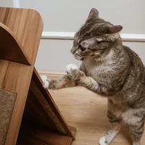 Arranhador para Gatos Design Cabana Miaular