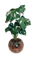 Arranjo Aquario Com Costela de Adão 40cm mod. 0408 Arranjo Aquario Com Costela de Adão 40cm mod. 0408