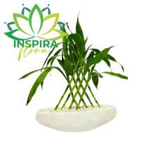 Arranjo Bambu da Sorte Verdadeiro Com Vaso De Canoa Cerâmica Branco Barco com 8 Haste