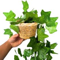 Arranjo C/3 Trepadeiras Folha De Hera + Vaso Trançado De Corda Arranjo C/3 Trepadeiras Folha De Hera + Vaso Trançado De Corda