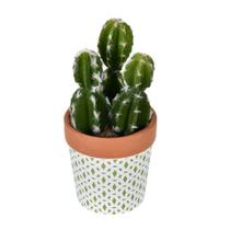 Arranjo Cactos C4 Grillo Arranjo Cactos C4 Grillo