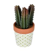 Arranjo Cactos C4 Grillo Arranjo Cactos C4 Grillo