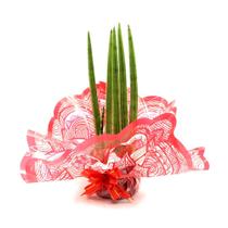 Arranjo com Planta Lança de São Jorge Reta - Sansevieria Cylindrica Arranjo com Planta Lança de São Jorge Reta - Sansevieria Cylindrica