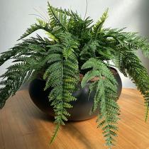 Arranjo Completo de Samambaia Centro de Mesa Grande Vaso Preto