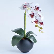 Arranjo de 1 Orquídea Tigre em Vaso Preto Fosco Isa Arranjo de 1 Orquídea Tigre em Vaso Preto Fosco Isa